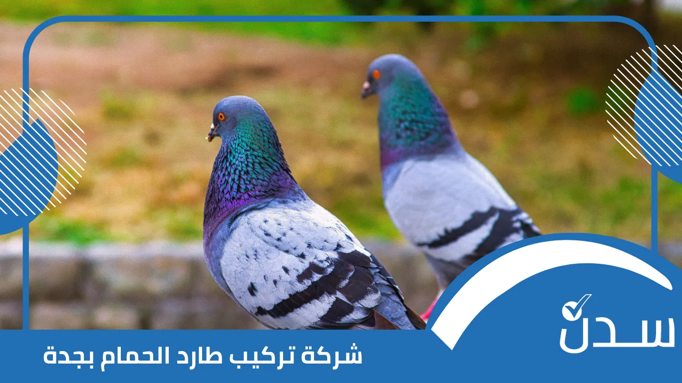 شركة تركيب طارد الحمام بجدة
